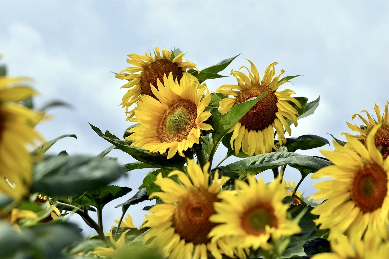 Himmel:weit & Gartenfest